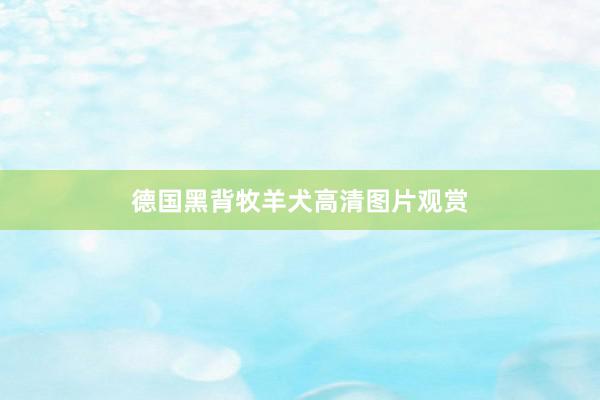 德国黑背牧羊犬高清图片观赏